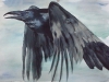 Corvus Corax